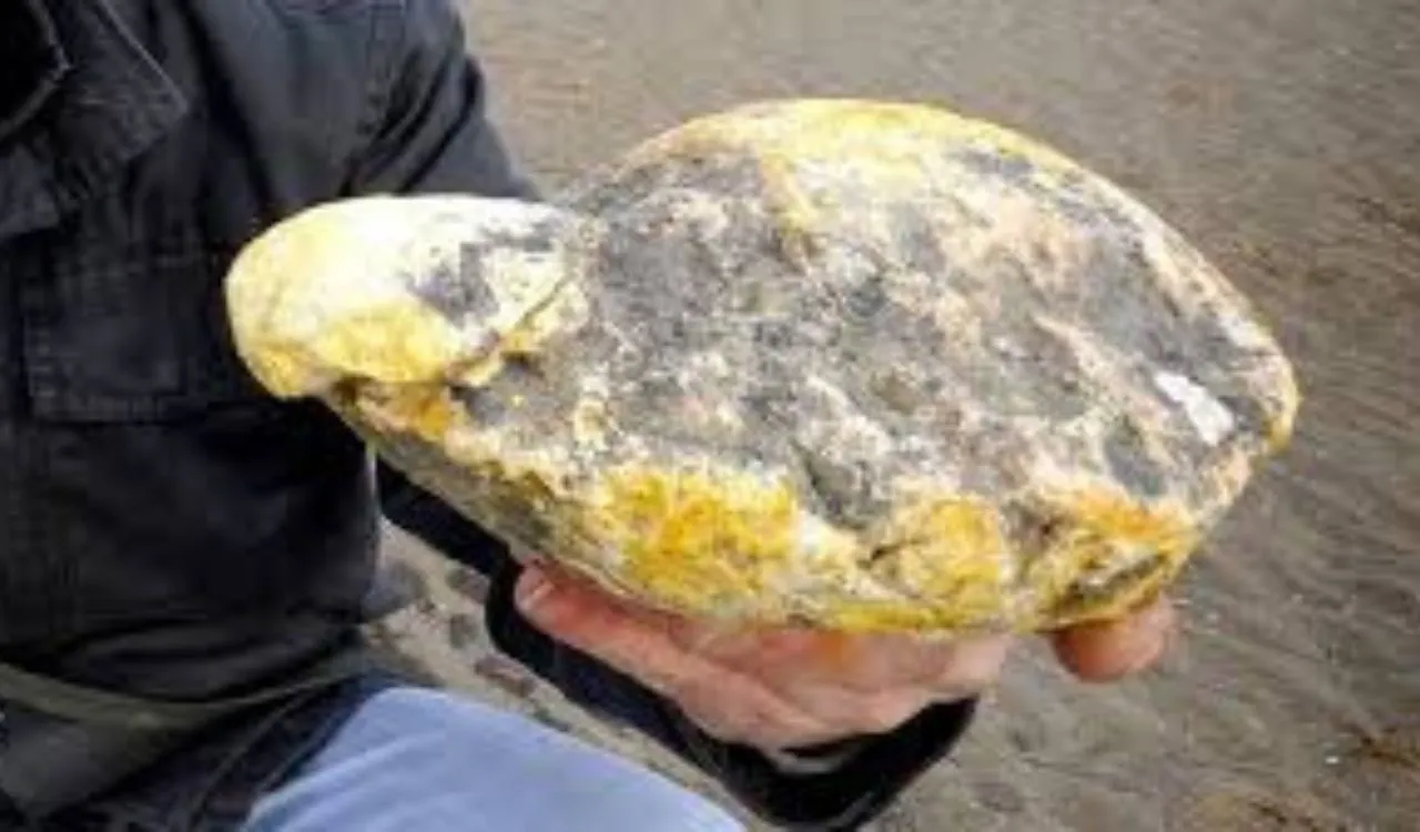 Why Grey Amber Is So Rare and Valuable Explained Simply Why Grey Amber Is So Rare and Valuable Explained Simply