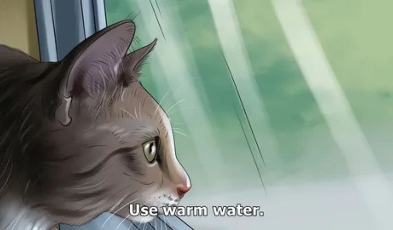 Cat Cold Symptoms Treatment: Help Your Cat Recover Fast Cat Cold Symptoms Treatment: Help Your Cat Recover Fast