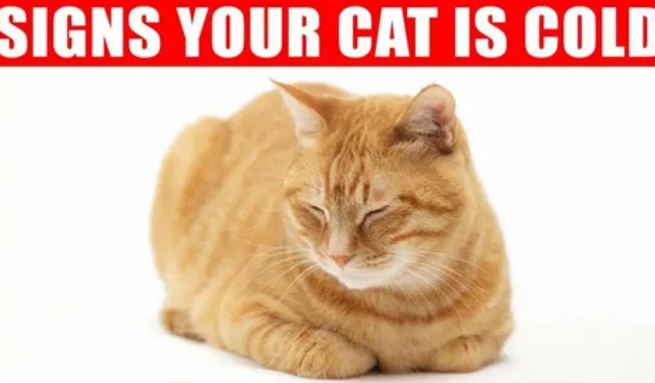 Cat Cold Virus Symptoms: Causes, Signs, and What You Should Know