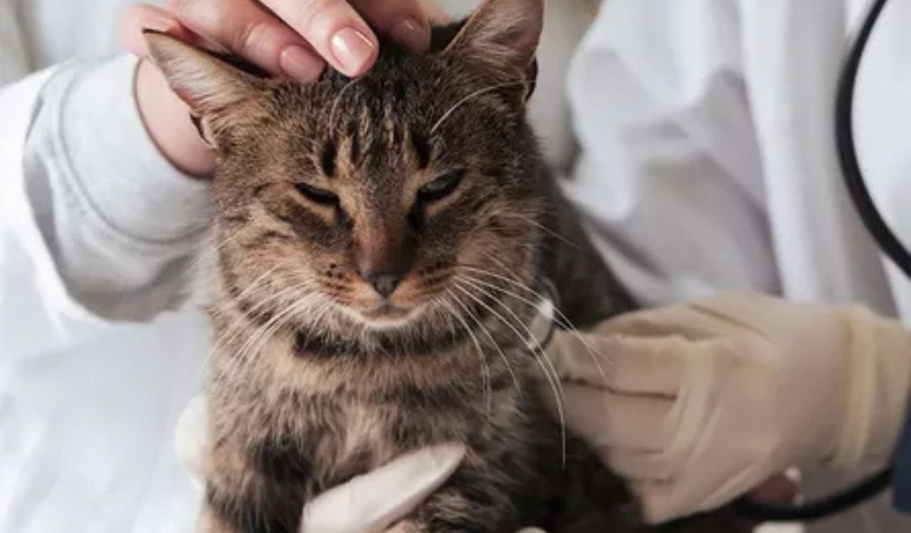 Indoor Cat Cold Symptoms Treatment: How to Care for a Sick Indoor Cat