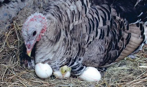 Do Turkeys Lay Eggs? Everything You Never Knew About Turkey Eggs