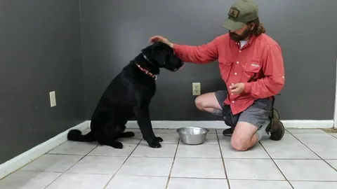 How Dog Trainers for Resource Guarding Build Trust Safely