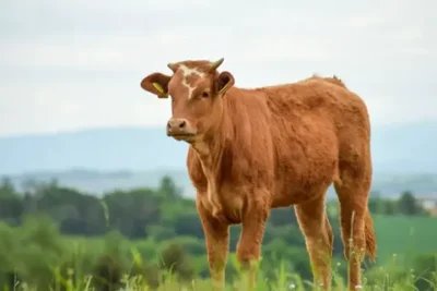 How Much Does a Cow Weigh