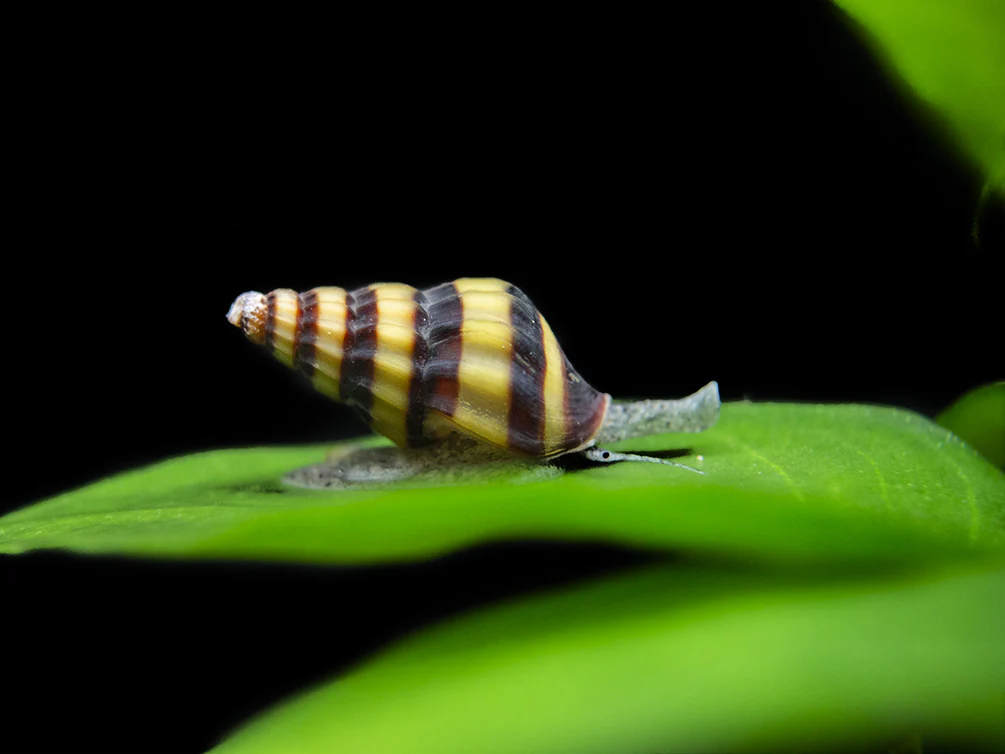 Assassin Snail Care Guide: Diet, Tank Size, Breeding & Aquarium Tips Assassin Snail Care Guide: Diet, Tank Size, Breeding & Aquarium Tips