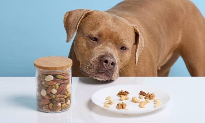 Can Dogs Have Almonds? Risks, Symptoms & Safe Alternatives for Dogs