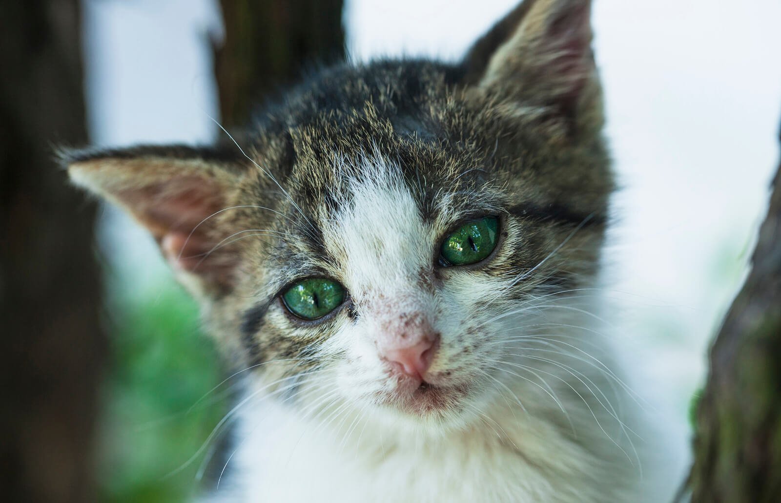 Cure for Cat Cold: Symptoms, Home Remedies & When to See a Vet (2026 Guide) Cure for Cat Cold: Symptoms, Home Remedies & When to See a Vet (2026 Guide)
