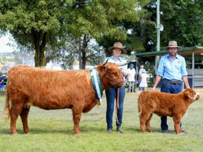 Mini Highland Cow