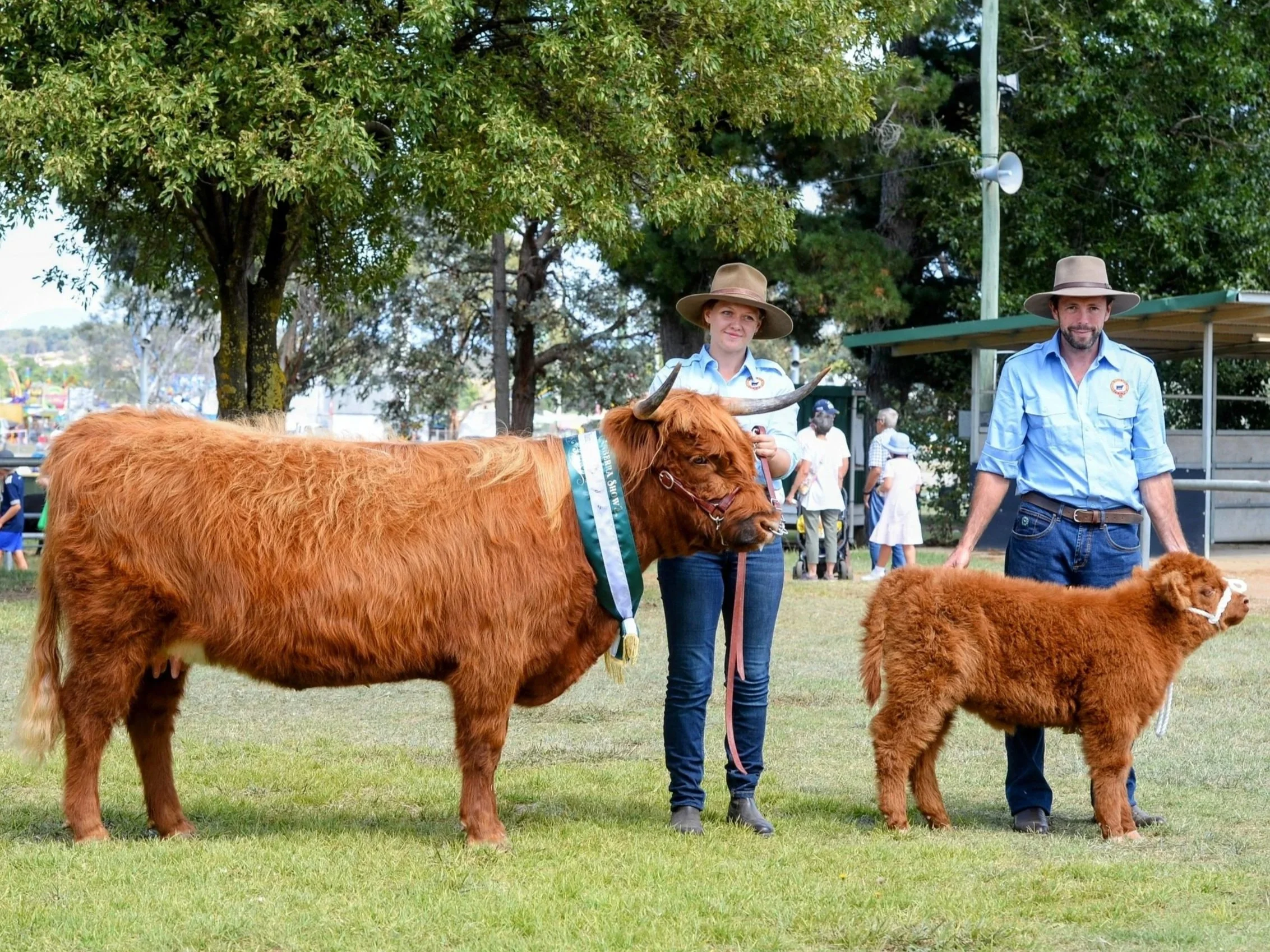 Mini Highland Cow: Everything You Need to Know Before Owning One Mini Highland Cow: Everything You Need to Know Before Owning One