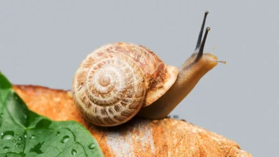 What Do Snails Eat